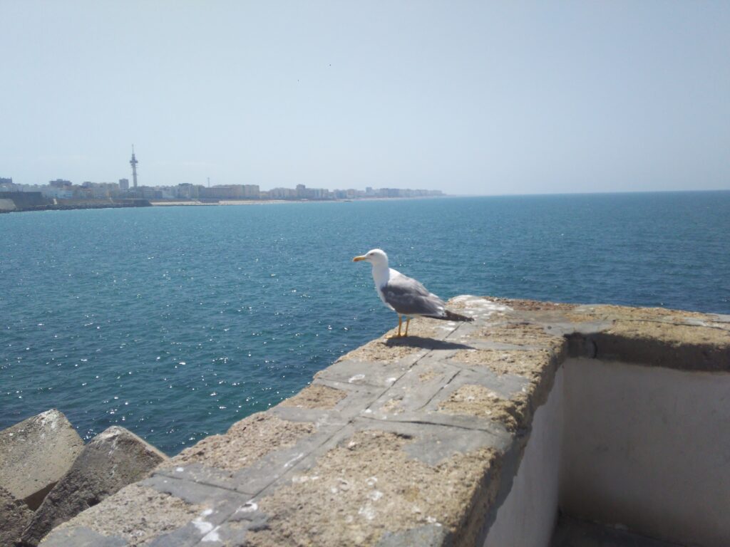 カディスの海とカモメ